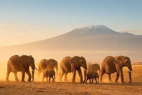 Day 2: Full Day in Amboseli National Park photo 1