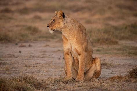 Day 2: Full Day in Amboseli National Park photo 2