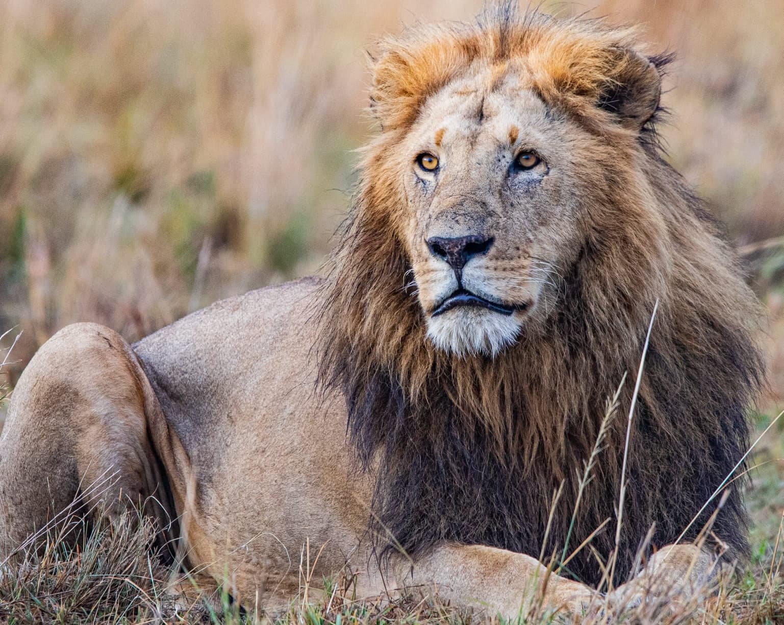 8 Days Grand Kenyan Odyssey: Amboseli, Rift Lakes & Maasai Mara