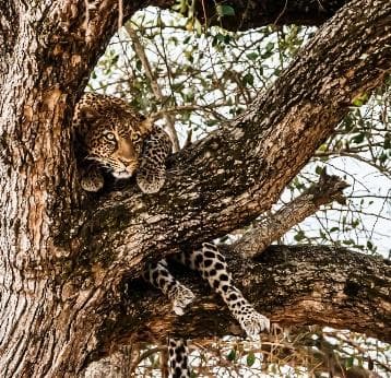 Day 5: Maasai Mara – Musiara Marsh & Mara Triangle photo 1